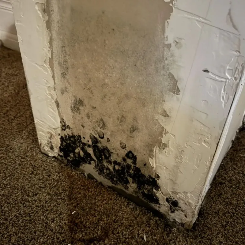 Professional Mold Removal in Dover, FL